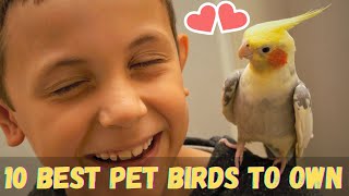 10 Best Pet Birds To Own [But Keep These Things In Mind] by TOP BEST PETs 72 views 2 years ago 8 minutes, 47 seconds