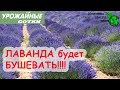 СДЕЛАЙТЕ ТАК чтобы ЛАВАНДА БУШЕВАЛА! Уход за лавандой и аптекарским огородом!