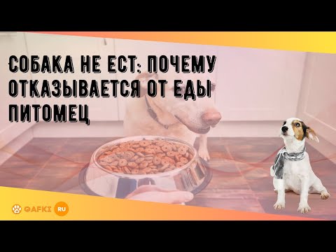 Собака не ест: почему отказывается от еды питомец