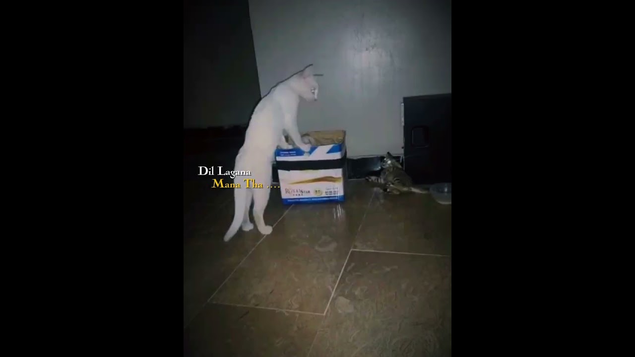 cat fight in different style billiyon ki ladai ka anokha andaaz