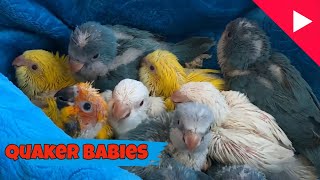 Baby Quaker Parrots Time to Eat