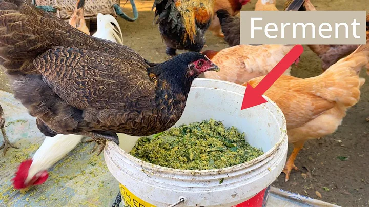 The BEST Vegetables for Fermented Chicken Feed Revealed