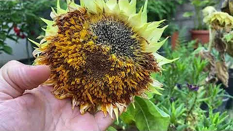 Quanto si bagnano i girasoli?