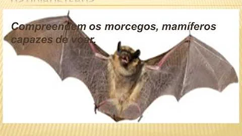 Como é coberto o corpo do morcego?