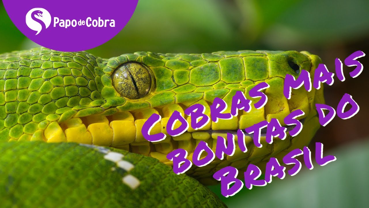 Conheça a cobra mais bonita do mundo - Blog da Cobasi