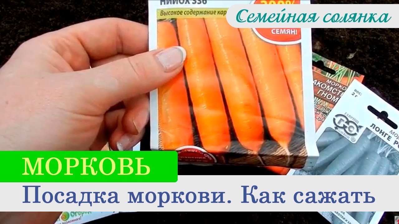 На каком расстоянии сажать морковь. Дражированные семена моркови. Морковь на ленте Королева осени (п). Схема прореживания моркови. Морковь как лакомство гномов.