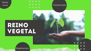 Las Plantas   fotosintesis  respiracion  sus partes para niños