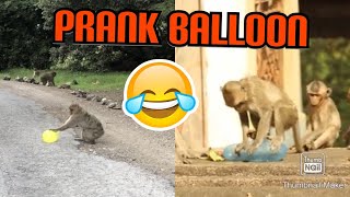 -PRANK MONKEYS -2- ????Balloon bananas squad prank with monkeys /مزحة فرقة البالون مع القرود