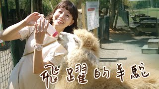 【新竹北埔】超萌超療癒的親子動物農場綠世界！羊駝飛奔、打滾好可愛，生氣真的會吐口水！金剛鸚鵡會算數？大鵜鶘、小樹懶，飼育員真是太厲害！還有森林系空靈步道～｜1000步的繽紛台灣 (Ep381)
