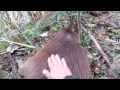 Flagrante na Capivara-video-HD