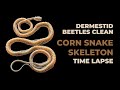 Dermestid Beetles Clean Corn Snake Skeleton Time Lapse