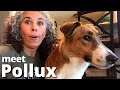 I ADOPTED THE DOG NOBODY WANTED // 491 DAYS IN THE ANIMAL SHELTER // MEET POLLUX