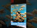 Muchos Peces Amarillos