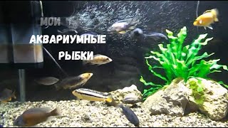 Мои аквариумные рыбки