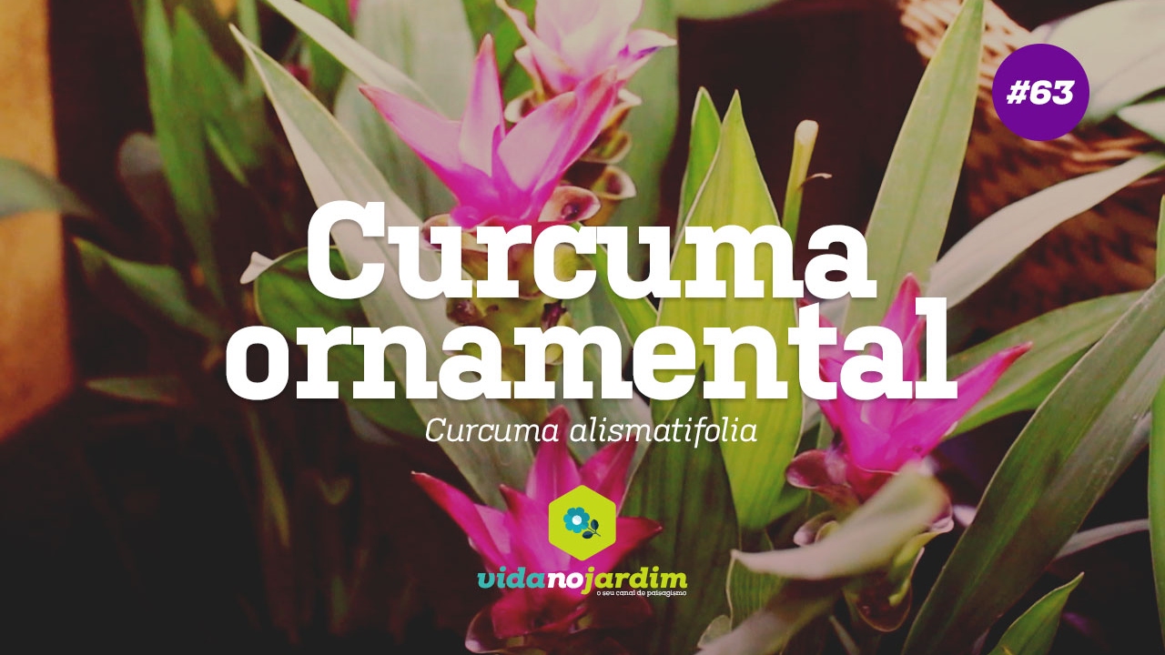 Curcuma ornamental #63 - Dicas rápidas - thptnganamst.edu.vn