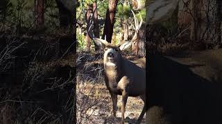 “Scared Deer in the Jungle | Intense Hunting Moment!”🦌 #harehunting #deerhunting #animals #hunting