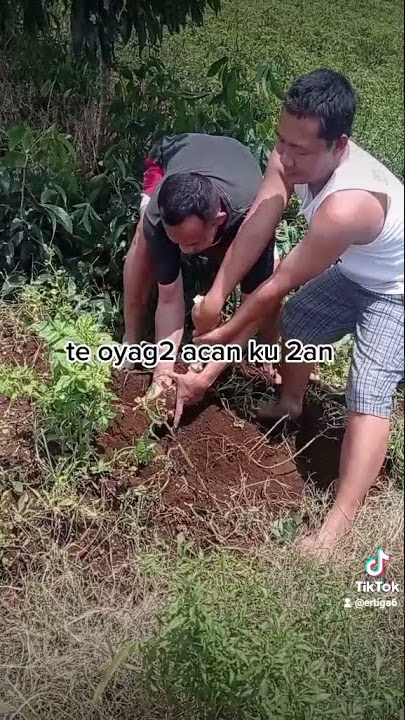 cabut singkong kocak