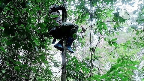 Mus dib qaib qus tuaj tsov txaus nthai kawg 2/4/2025