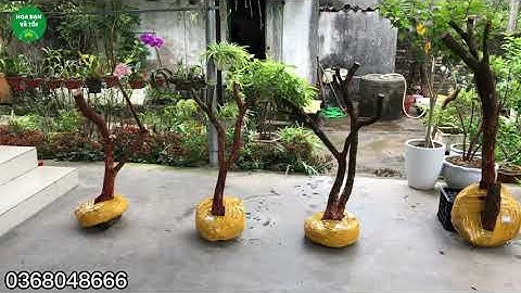 Sim rừng nhiều tay cành và giáng thế đẹp.Hoa bạn và tôi