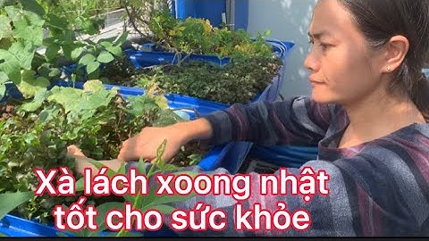 xà lách xoong nhật công dụng