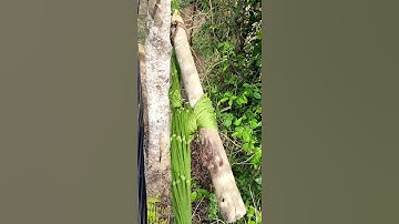 Người Có IQ Vô Cực Xem Sẽ Hiểu Ngay | #SHORTS