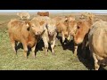 Lee Johnston - 1000# September Grass Heifers - 124 Head (Welwyn, SK) Mp3 Song