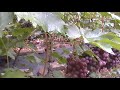 Сорт винограда "Низина" - сезон 2019 # Grape sort "Nizina"