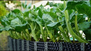 #3 Mùa mưa trồng cải ngồng làn mập hơn ngón tay | Growing Chinese Broccoli is fatter than a finger