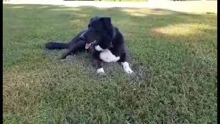 Sadie the Border Collie lab mix is so ready for a home!