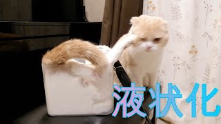 液状化してしまったモコみ