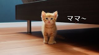 【子猫をお迎えして2日目】子猫が甘えてきました