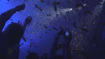 Hello World Open the Coding World Championships in one minute