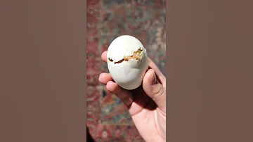 أنظر آلي فقس صغير البط من البيضه 