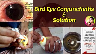 Bird Eye Conjunctivitis Problem & Solutions