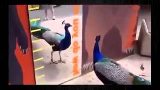 Просто Ржач! Животные Перед Зеркалом! Просто Ржач! Животные Перед Зеркалом!