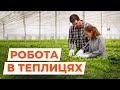 РОБОТА В ПОЛЬЩІ У ТЕПЛИЦЯХ. РАБОТА В ПОЛЬШЕ. ТЕПЛИЦІ.