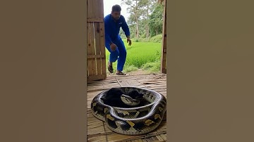 Shocking Moment! Python Wraps Around Puppy #AnimalLove #WildlifeShorts #AnimalRescue #PythonVsPuppy