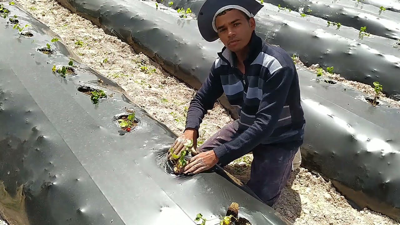 MORANGO NA CHAPADA DIAMANTINA (ESSE JOVEM TEM UM CONHECIMENTO INCRÍVEL)Barra da Estiva