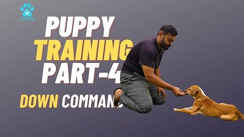 Part 4 Puppy Training: How to Teach Your Puppy the 