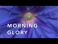 Morning Glory | Florida Friendly Landscaping