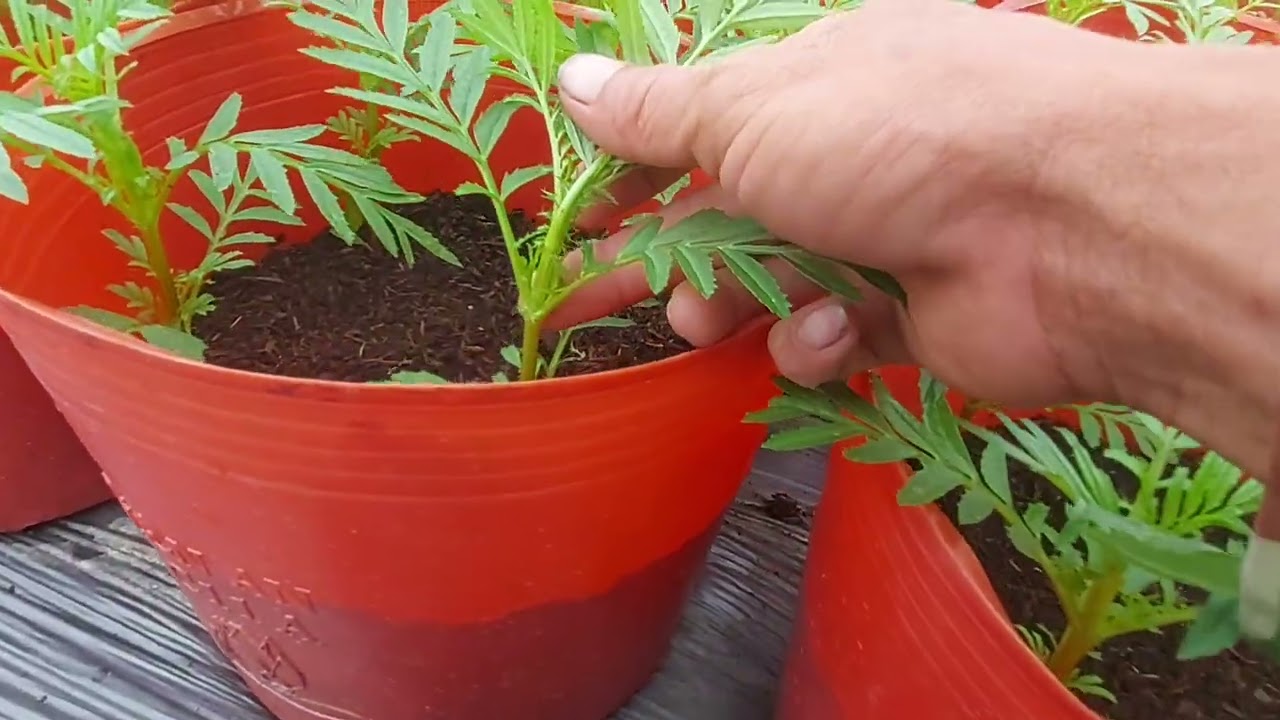 @ ngày 13/11/2024 xem cây hoa vạn thọ đã tưới một cử phân dap