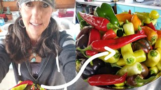 HOW TO FERMENT any VEGETABLE! get more NUTRITION