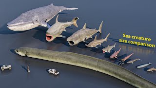 Sea creature size comparison #animation