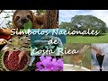 SIMBOLOS NACIONALES DE COSTA RICA