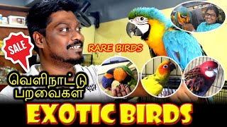 வெளிநாட்டு பறவைகள் | Blue Macaw Bird | Pets and Birds Sales | Birds Sales in Chennai | Video Shop