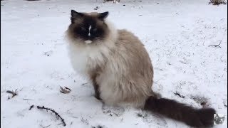 ❄ Ragdoll Cats Charlie and Trigg Go Outside in the Snow January 14  2018 ❄