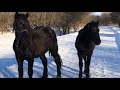 Коні Ваговози. Лошата від Буцефала, в гостях у Івана!)🔥🔥🔥🐴🐴🐴