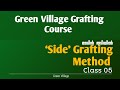 മാവിൻ തടിയിൽ 'Side' Grafting Method Class 05 | Green Village Grafting Course