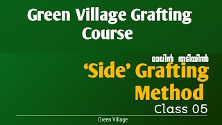 മാവിൻ തടിയിൽ 'Side' Grafting Method Class 05 | Green Village Grafting Course
