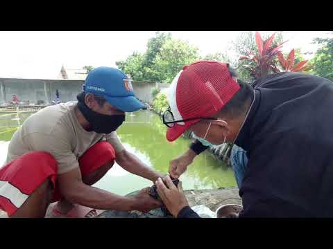 mancing-sama-orang-latahhh-auto-ngakak-kp.jalasutra-trowulan